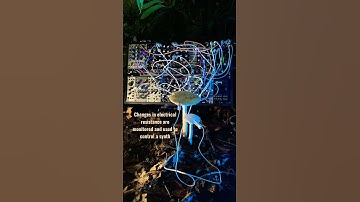 Thumbnail of The worlds deadliest #mushroom talking #mycology #mushroommusic #fungi #nature