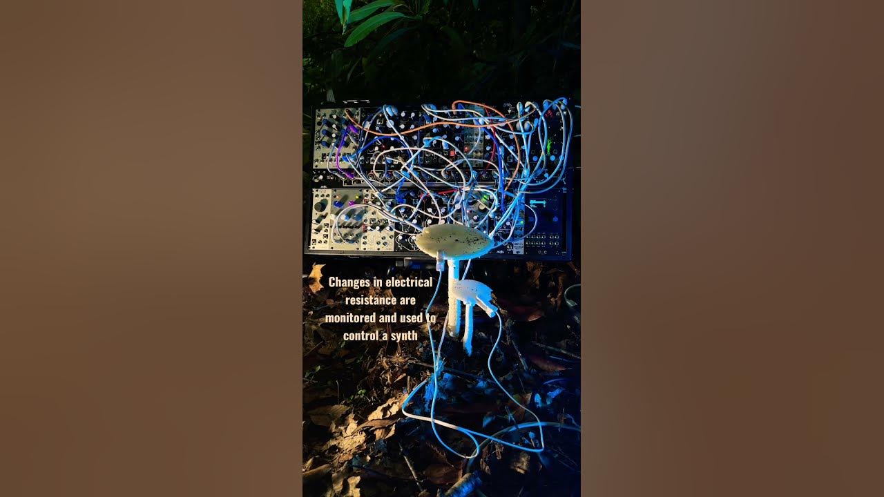 The worlds deadliest #mushroom talking #mycology #mushroommusic #fungi #nature