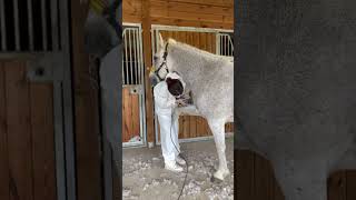 journée tonte aux écuries ✨💅🏼🐴 #equitation #cheval #poney
