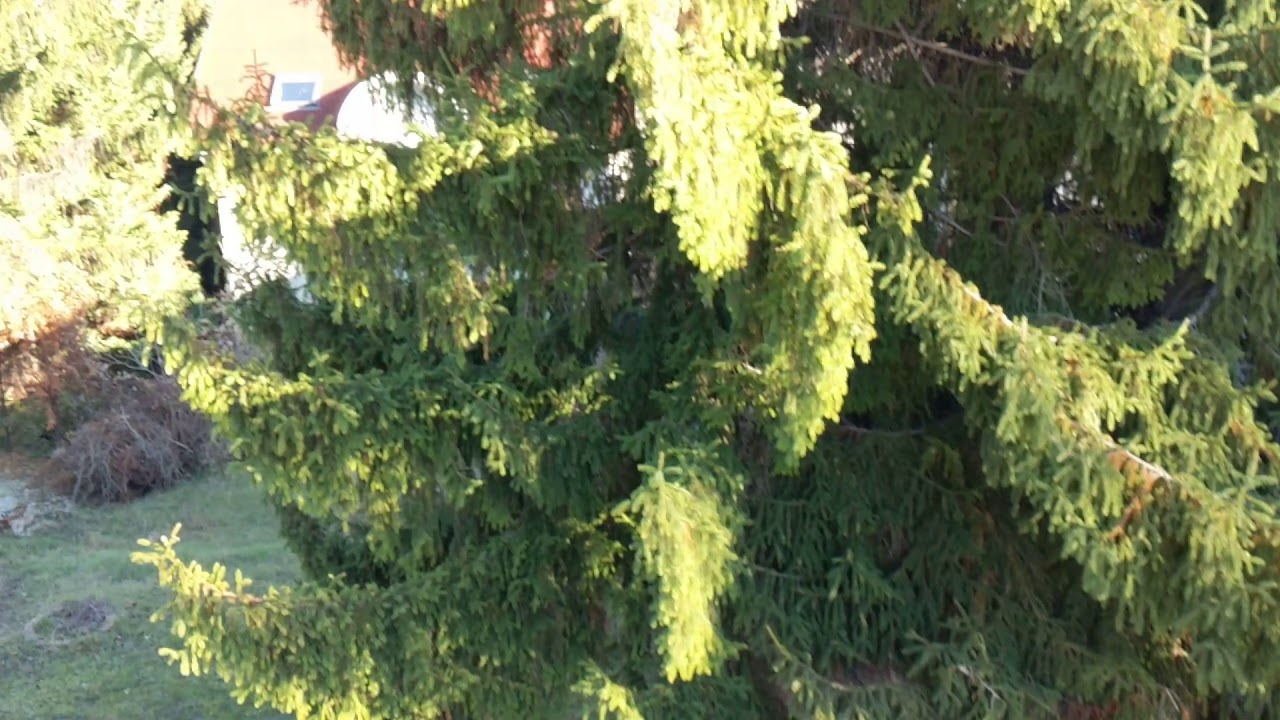 Google Pixel 2 phone 1080p 60fps camera test video