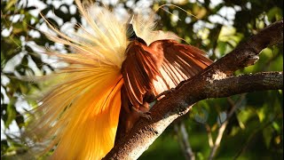 The Greater Bird-of-Paradise