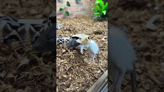 Gaboon viper!!!
Gaboon viper!!! Gaboon viper!!!