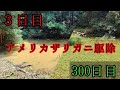 アメリカザリガニ駆除始めて3日目と300日の池