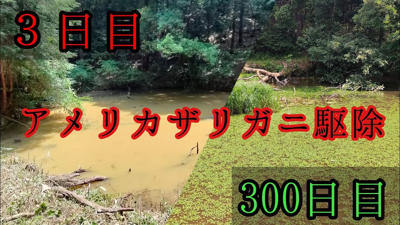 アメリカザリガニ駆除始めて3日目と300日の池