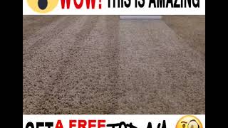 Satisfying Carpet Cleaning in Arizona