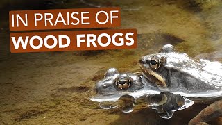 In Praise Of Wood Frogs