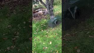 Trapping Skunks