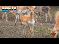 Appreciating a glamorous impala