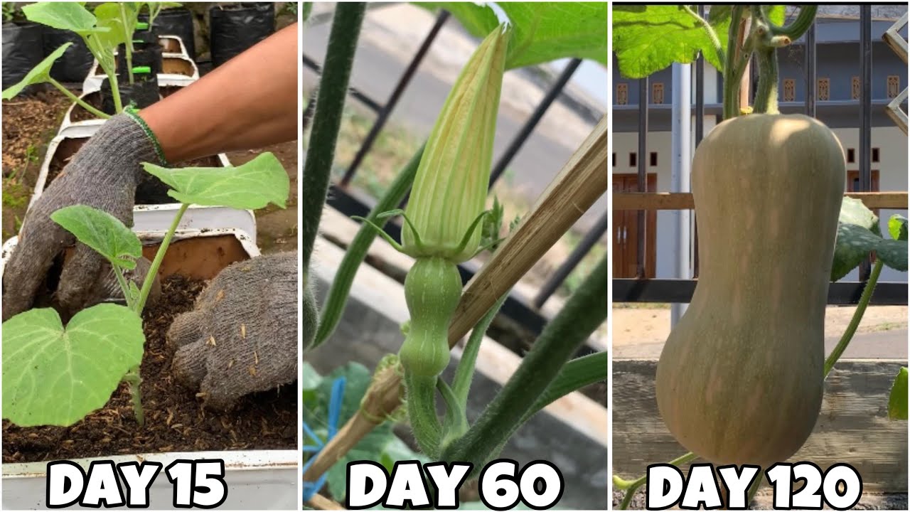 Cara Sederhana Hasil Luar Biasa !! Menanam Labu Madu Dari Biji Sampai Panen