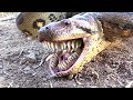 Anaconda uses Bizarre TEETH FOR CHEWING--Catches Chicken