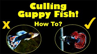 How to Cull Guppy Fish! 