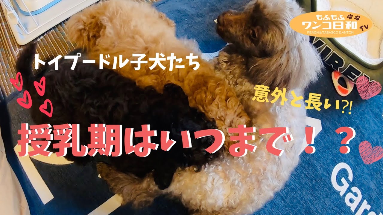 生後3か月でもおっぱいは飲む⁉️トイプードル子犬の授乳期はいつまで？【成長記録】 YouTube