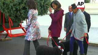 The White House Christmas tree has arrived. A horse-drawn wagon hauled it up the driveway to the Nor