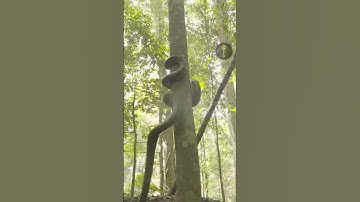 Up Close Snakes Climbing Trees: Revealed TheirAstounding Ability subscribe please🙏#shorts #lightkey