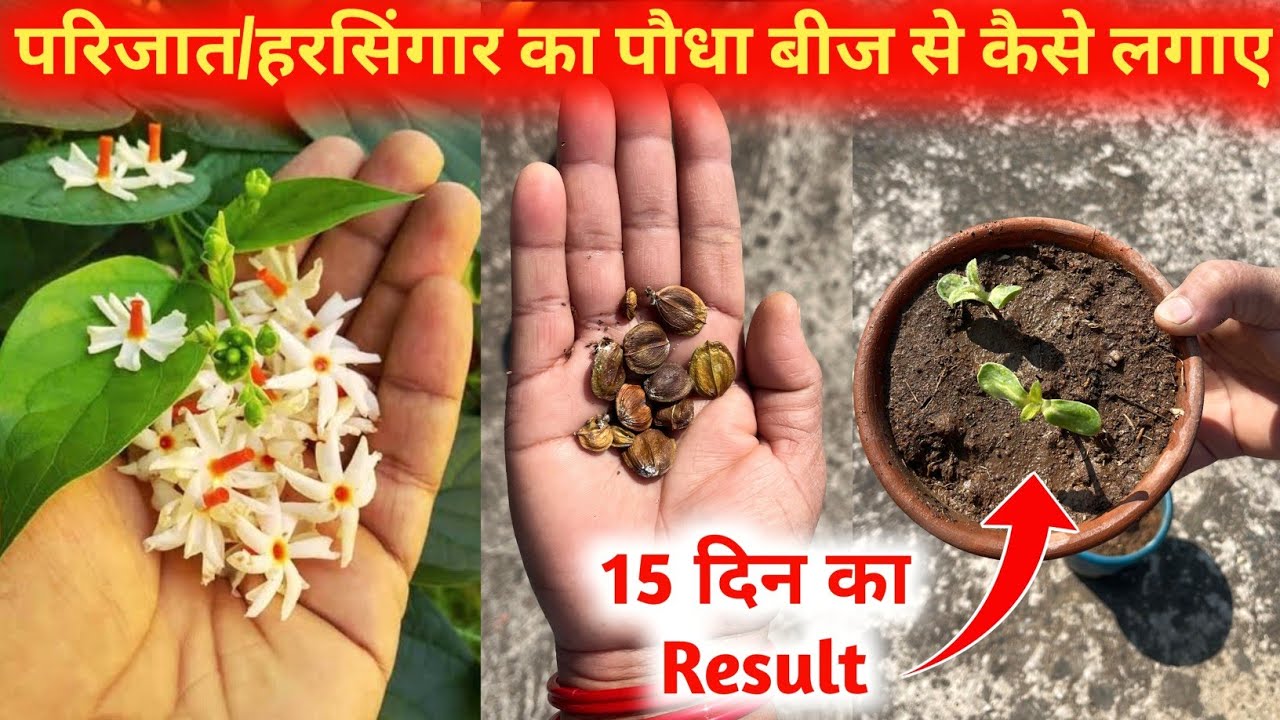 How To Grow Parijat Plants From how-to-grow-parijat-plants-from