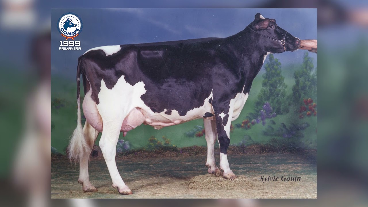 Campeonas históricas | Concursos Nacionales CONAFE