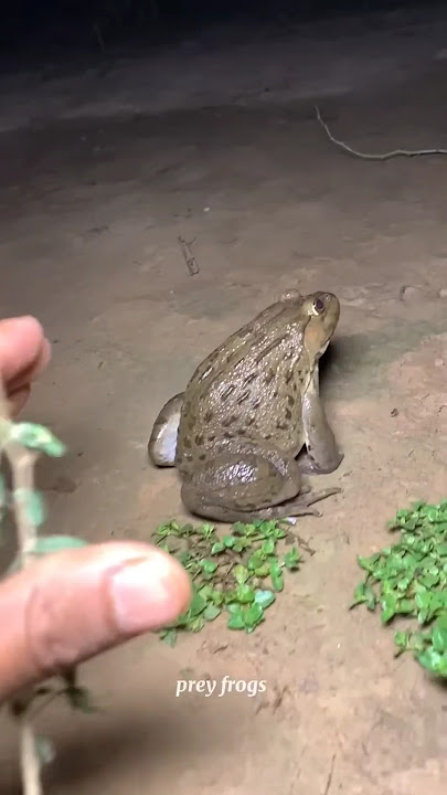Catch big frogs funny | Try don't laugh | wep wep catching frogs make you laugh #shorts