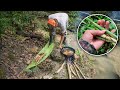 Encontramos Algo Sorprendente En La Selva Para Cocinar Con Pescado