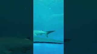 #music #fishtank #lifeisbutadream  #nothingimposibleinthisworld #aquariumfish #shark #suspense