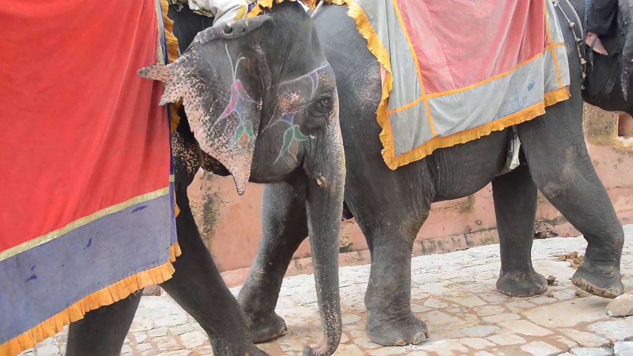 The trials of India's National Heritage Animal | World Animal Protection