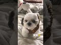 寅年先取り🐯かんわいいいいいシーズー犬ロック