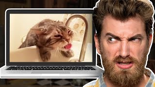 Reacting to the Cutest Cats on the Internet