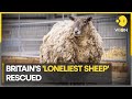 Britain&#39;s loneliest sheep arrives in new &#39;forever home&#39; | Latest News | WION