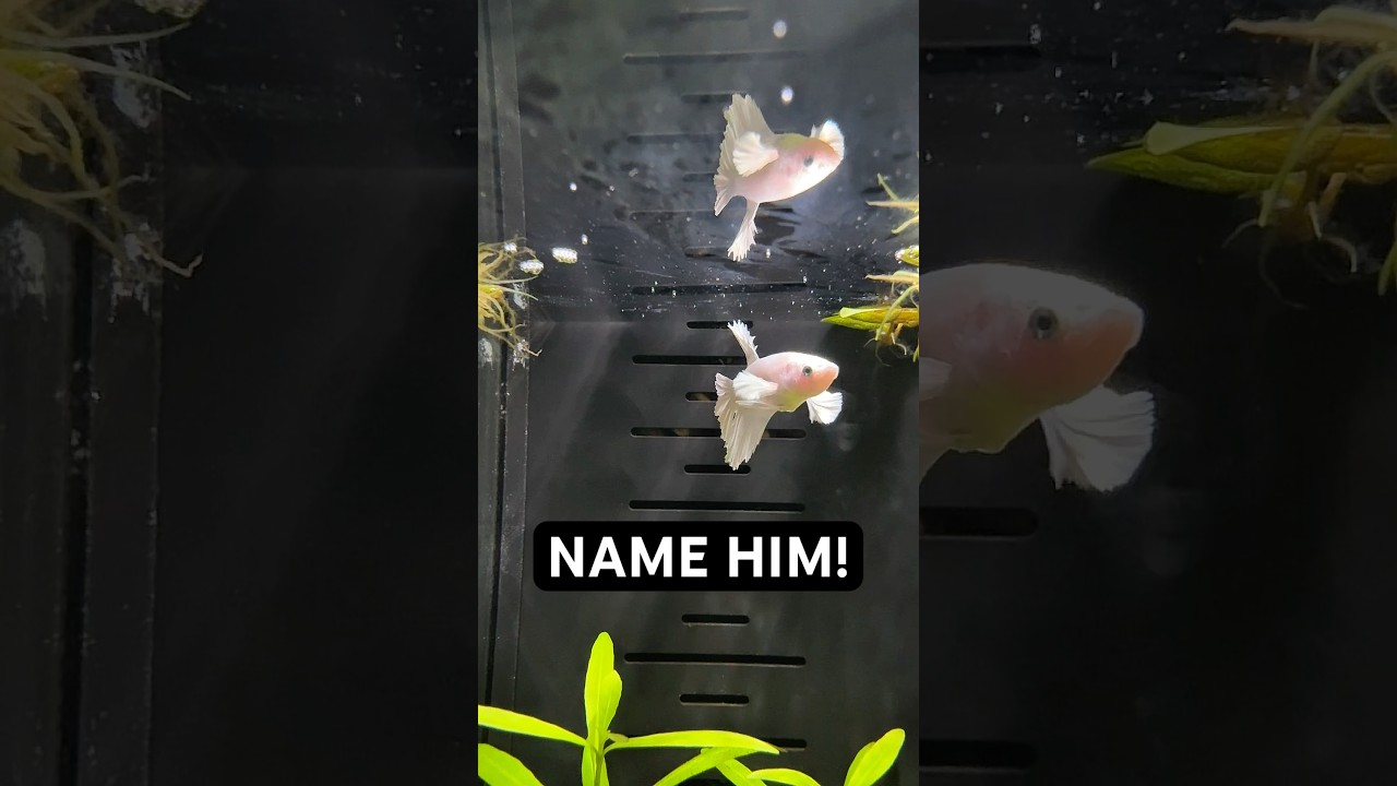 Предложите свои варианты названий!