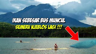 Bus-Sized Fish Appears in Ranu Klakah, Semeru Erupts Again!! What Is This A Sign Of??