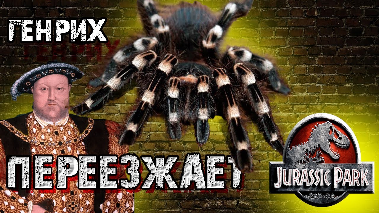 Аcanthoscurria geniculata (АКАНТОСКУРИЯ ГЕНИКУЛЯТА) и с чем ее едят)