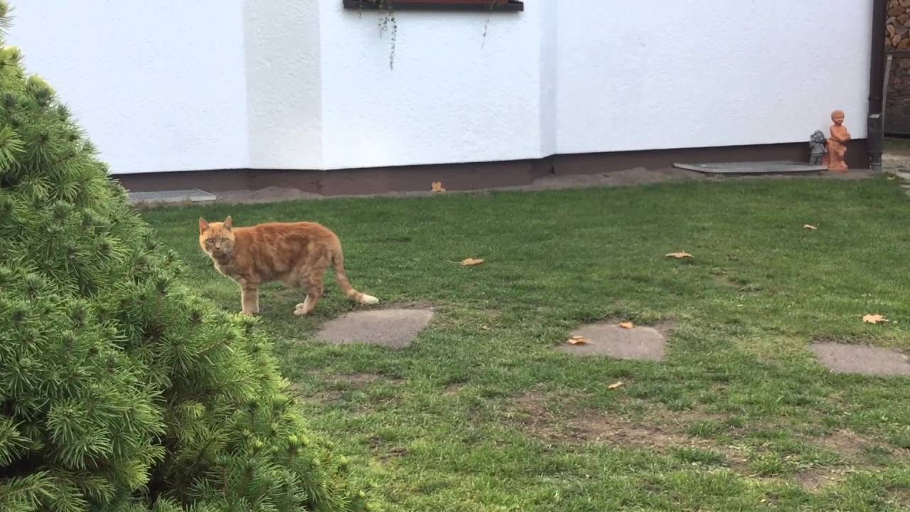 Katze 20 Jahre alt / Cat 20j old 👍