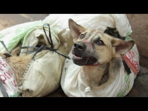 Video: 26 cani liberati dal commercio di carne per cani in Cina