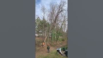 Hazardous Dead Tree Removed