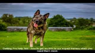 German Shepherd Rescue NJ Tips