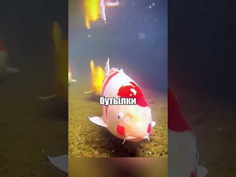 Рыбы живут в канализации 😱😱