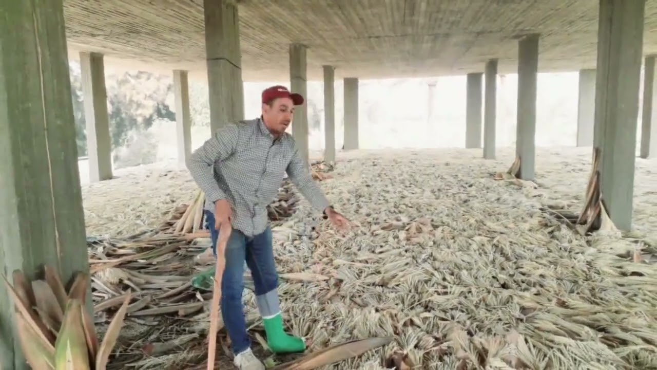 شاهد افضل طريقة للمحافظة على حبوب لقاح النخيل