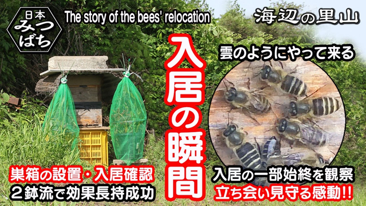タレ蜜　盛り上げ巣　ニホンミツバチ 内検 ニホンミツバチ 盛り上げ巣も多いし すむしの侵入率も高い・私は