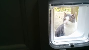 Conan T. Cat uses cat flap for first time