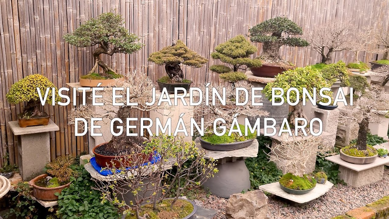 Visit el jardn de Bonsai de Germn Gmbaro, en Buenos Aires, Argentina.