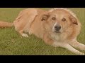 Cat Stevens - I Love My Dog - Unoffical Music Video