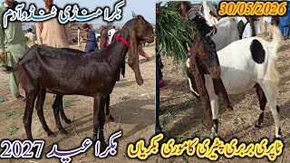 Bakra Mandi Tando Adam | Latest update | patari kamori bakriyan | Bakra Eid 2027 | 30/05/2026