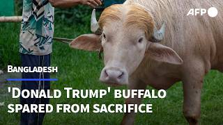 Viral 'Donald Trump' buffalo spared from sacrifice in Bangladesh | AFP