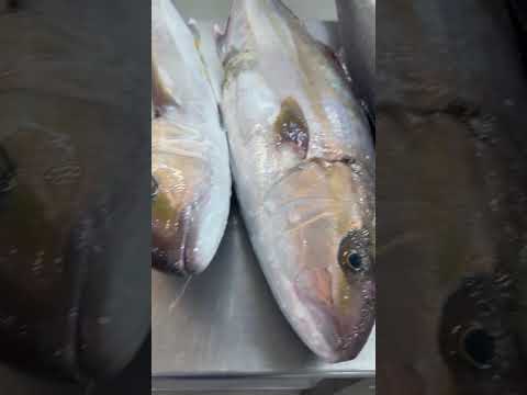 Amberjack 2