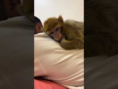 لكنها طفله بداره حيوانات ابو اسيا 