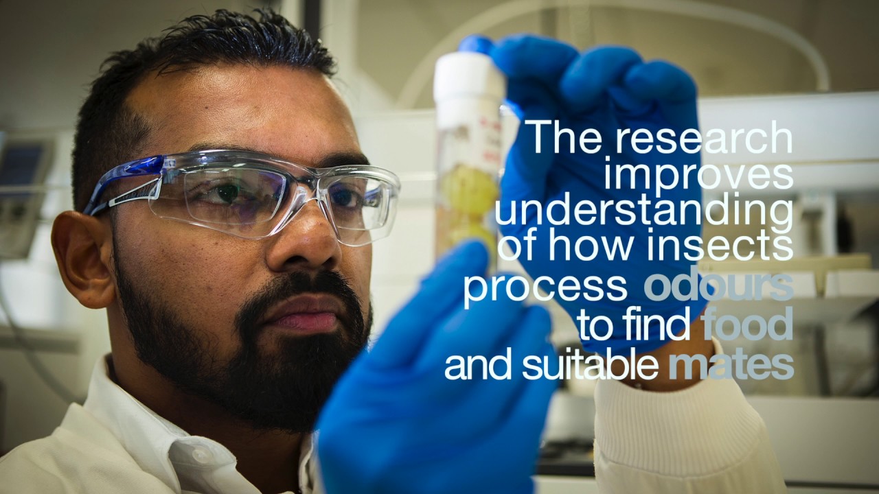 policy genius Disrupting insects’ sense of smell may save crops and human lives