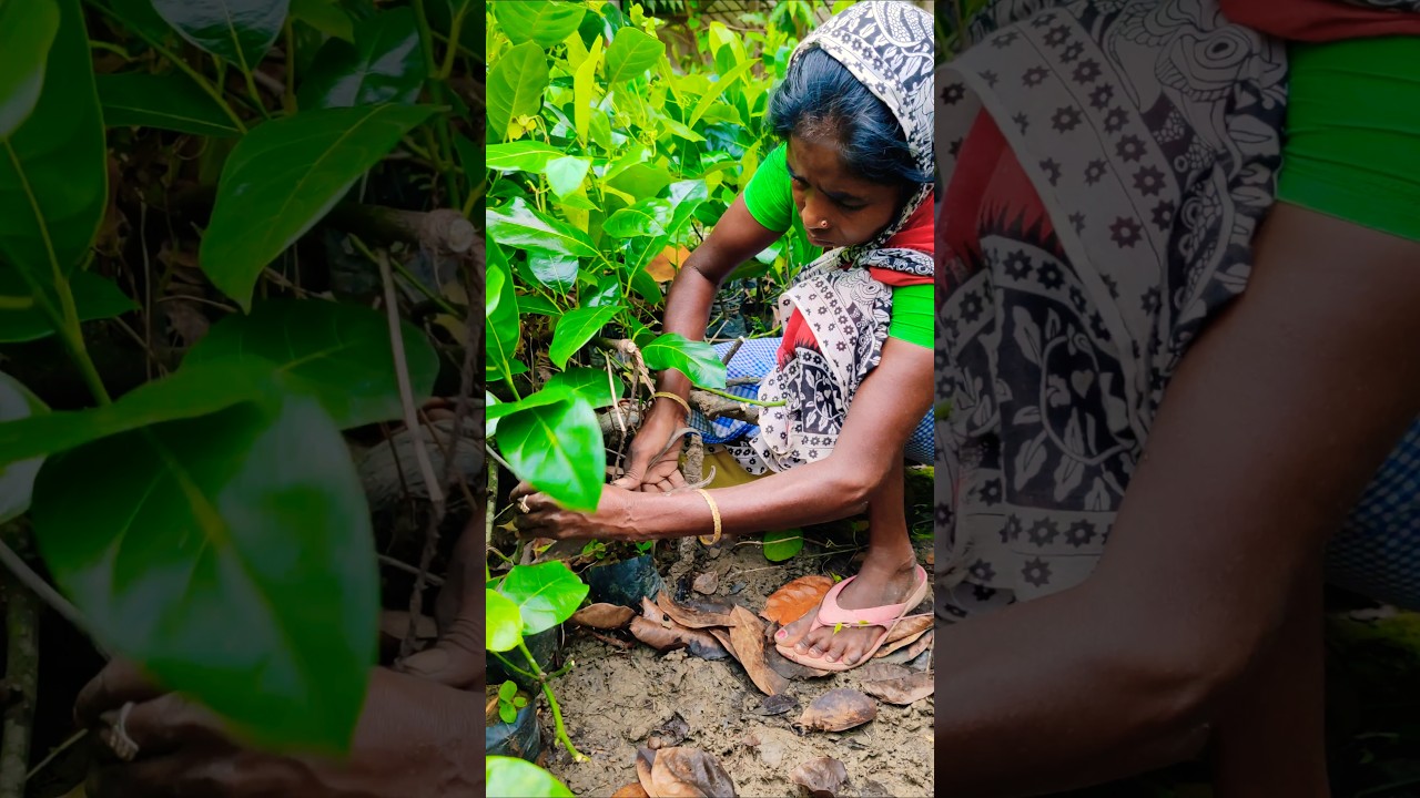 Successful Grafting | Jackfruit Plants Ready to Separate & Grow 