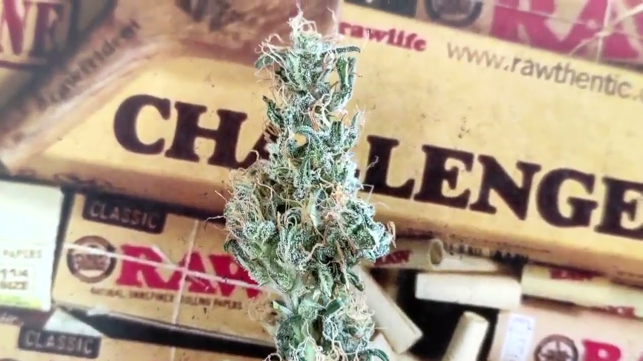 ХАРВЕСТ auto opium Марихуановая страсть