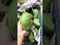 Love from ammu #foryou #shortvideo #food #youtubeshorts