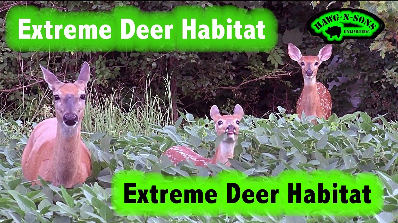 Whitetail Deer Hunting Resident Doe Assessment Fawn Recruitment Outlook