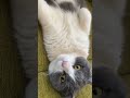 目覚めた瞬間に眠りに落ちる猫 #shorts